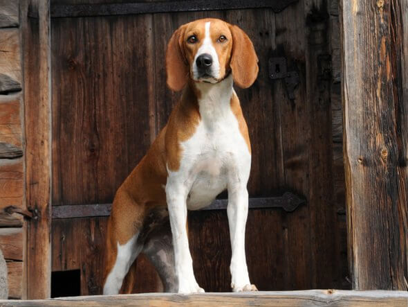 MODERN EXTINCT DOG BREEDS