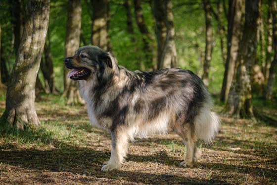 MODERN EXTINCT DOG BREEDS