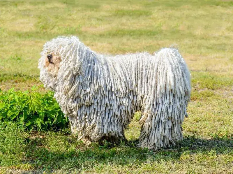 VELCRO DOG BREEDS