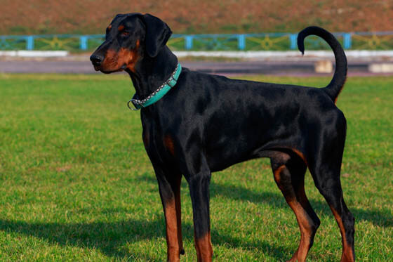 MODERN EXTINCT DOG BREEDS