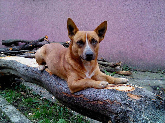 MODERN EXTINCT DOG BREEDS