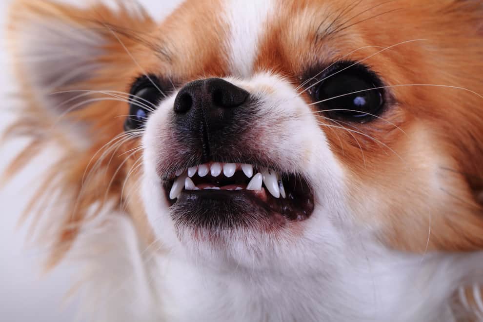 MOST AGGRESSIVE DOG BREEDS