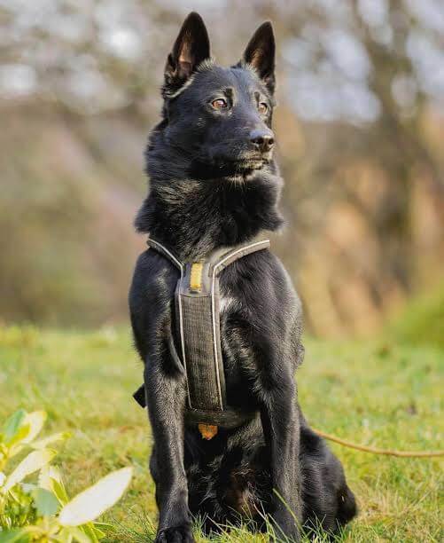 MODERN EXTINCT DOG BREEDS