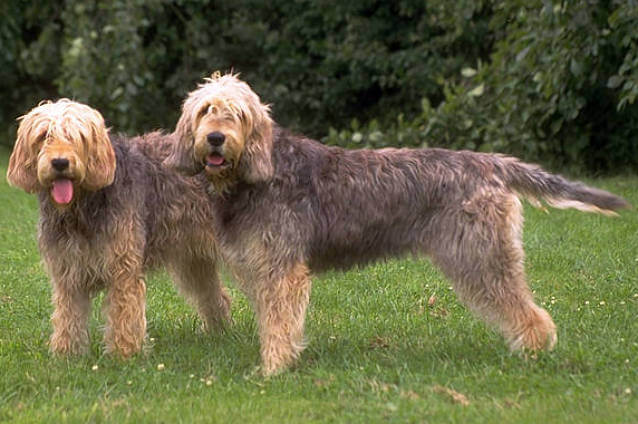MODERN EXTINCT DOG BREEDS