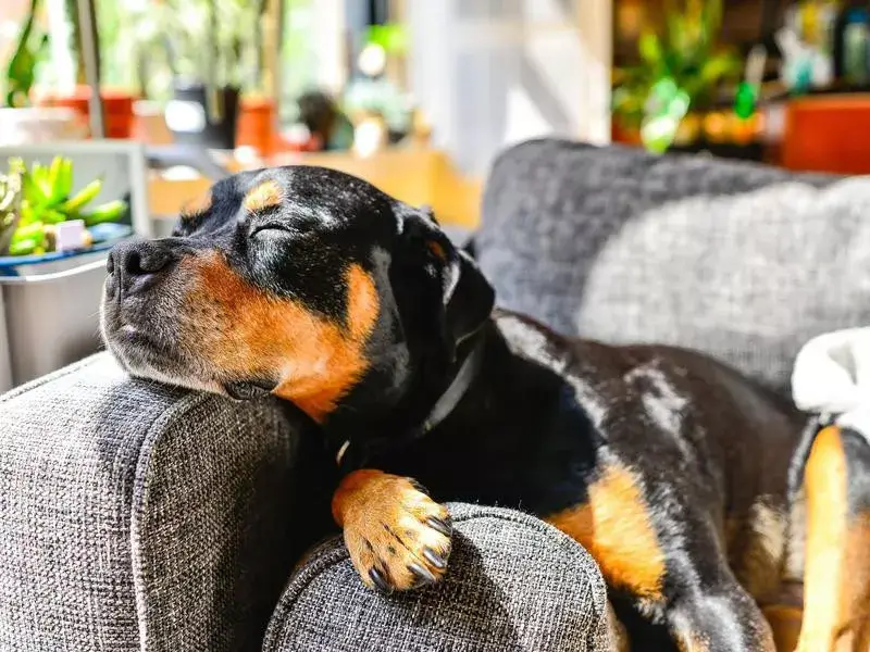 MOST AGGRESSIVE DOG BREEDS