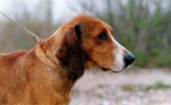 MODERN EXTINCT DOG BREEDS