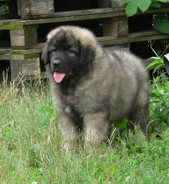 MODERN EXTINCT DOG BREEDS