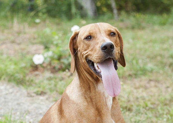 MODERN EXTINCT DOG BREEDS
