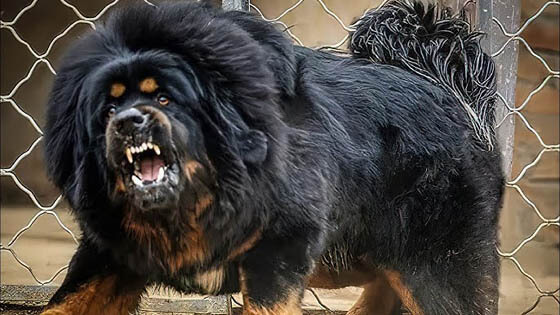 MOST AGGRESSIVE DOG BREEDS