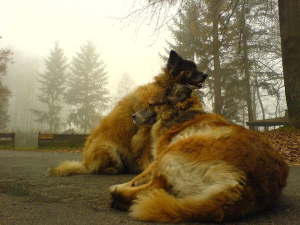 MODERN EXTINCT DOG BREEDS