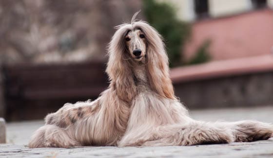 Biggest Dog Breeds - AFGHAN HOUND