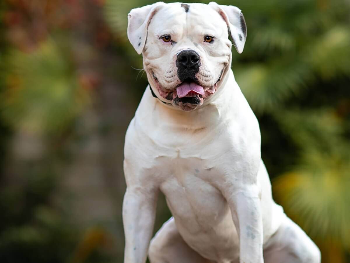 Biggest Dog Breeds - AMERICAN BULLDOG