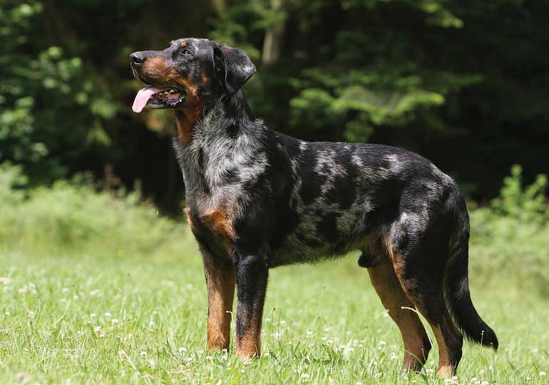 Biggest Dog Breeds - BEAUCERON