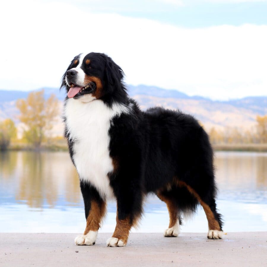 Biggest Dog Breeds - BERNESE MOUNTAIN DOG