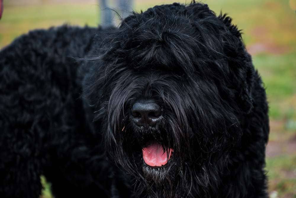 Biggest Dog Breeds - BLACK RUSSIAN TERRIER