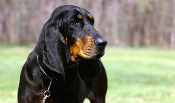 Biggest Dog Breeds - BLACK AND TAN COONHOUND