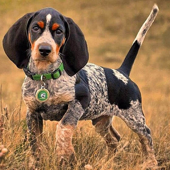 Biggest Dog Breeds - BLUETICK COONHOUND