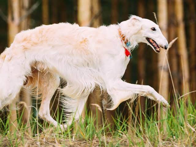 Biggest Dog Breeds - BORZOI