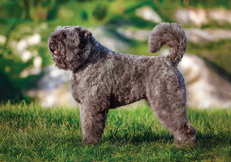 Biggest Dog Breeds - BOUVIER des FLANDRES