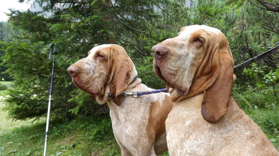 Biggest Dog Breeds - BRACCO ITALIANO