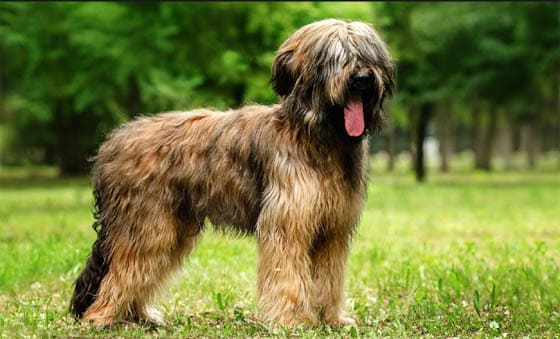 Biggest Dog Breeds - BRIARD