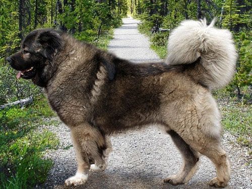 Biggest Dog Breeds - CAUCASIAN SHEPHERD DOG