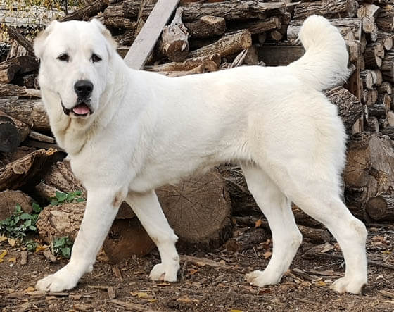 Biggest Dog Breeds - CENTRAL ASIAN SHEPHERD