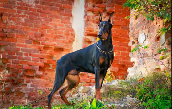 Biggest Dog Breeds - DOBERMANN