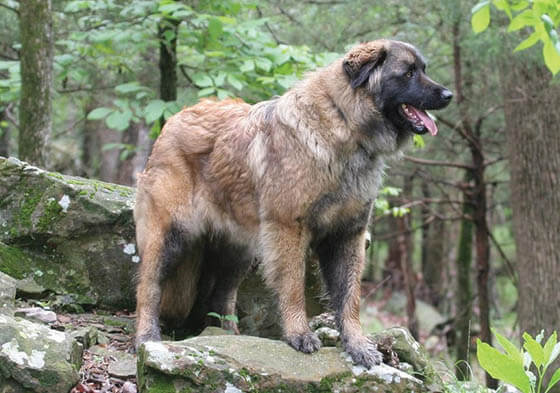 Biggest Dog Breeds - ESTRELA MOUNTAIN DOG