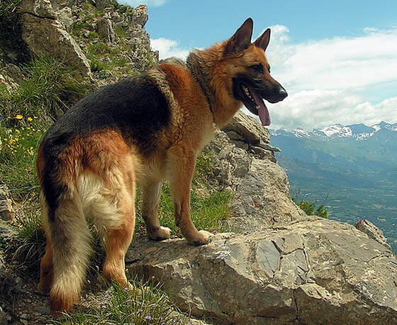 Biggest Dog Breeds - GERMAN SHEPHERD