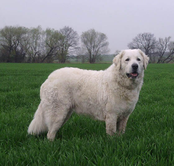 Biggest Dog Breeds - KUVASZ