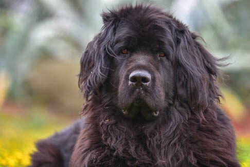 Biggest Dog Breeds - NEWFOUNDLAND