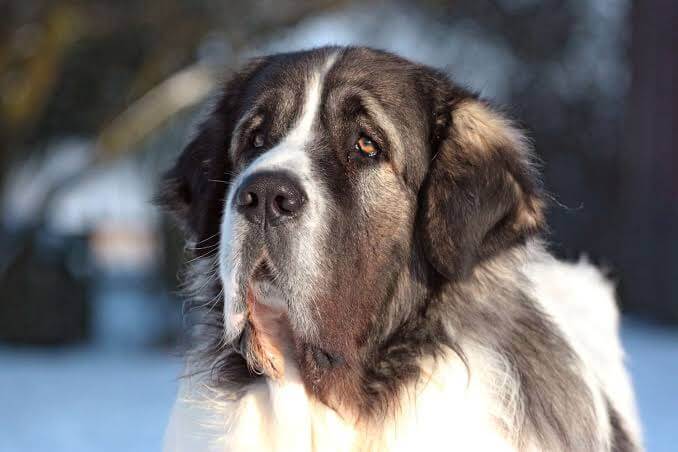 Biggest Dog Breeds - PYRENEAN MASTIFF