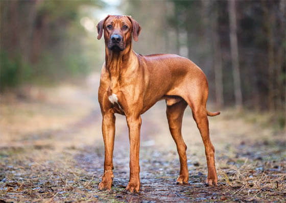 Biggest Dog Breeds - RHODESIAN RIDGEBACK
