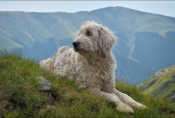 Biggest Dog Breeds - ROMANIAN MIORITIC SHEPHERD DOG