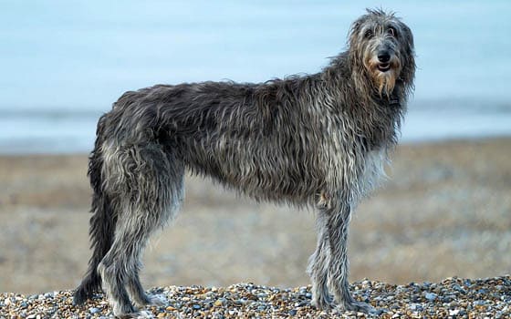 Biggest Dog Breeds - SCOTTISH DEERHOUND