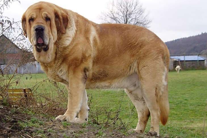 Biggest Dog Breeds - SPANISH MASTIFF