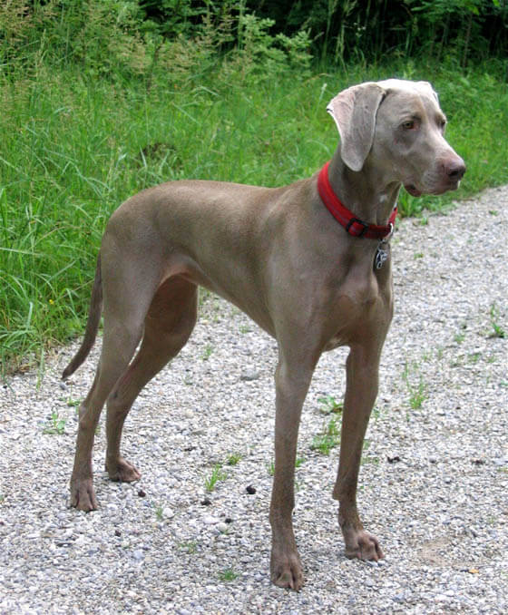 Biggest Dog Breeds - WEIMARANER