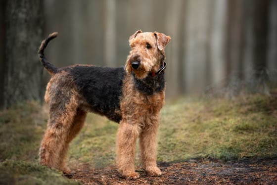 Biggest Dog Breeds - AIREDALE TERRIER
