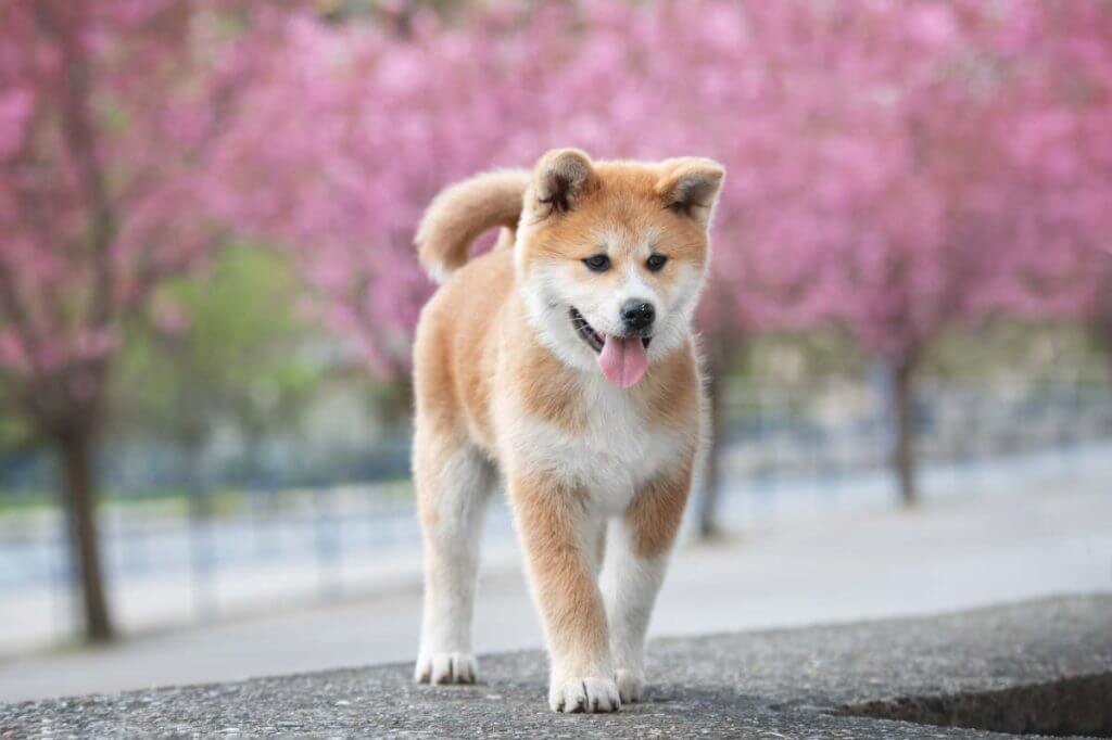 Biggest Dog Breeds - AKITA