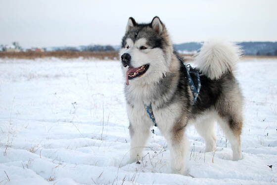 Biggest Dog Breeds - ALASKAN MALAMUTE