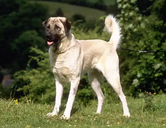 Biggest Dog Breeds - ANATOLIAN SHEPHERD DOG