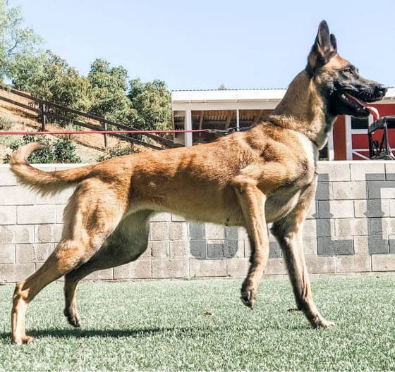 Biggest Dog Breeds - BELGIAN MALINOIS