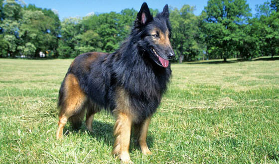 Biggest Dog Breeds - BELGIAN TERVUREN