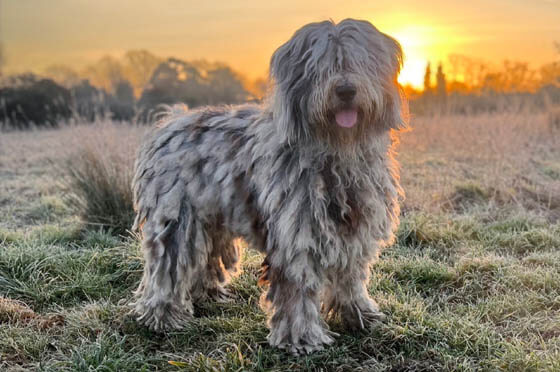 Biggest Dog Breeds - BERGAMASCO SHEEPDOG