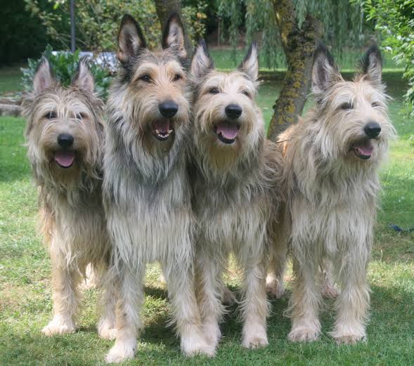 Biggest Dog Breeds - BERGER PICARD