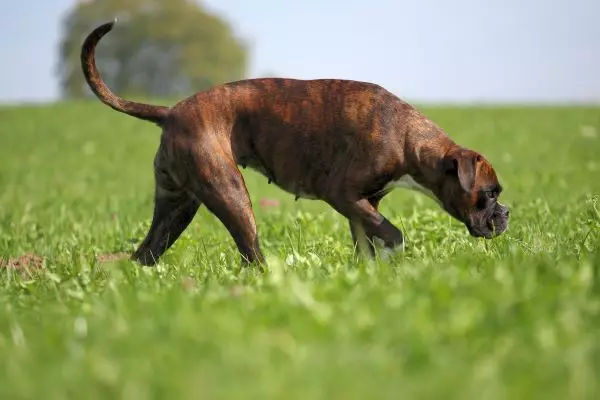 Biggest Dog Breeds - BOXER