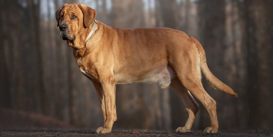 Biggest Dog Breeds - BROHOLMER