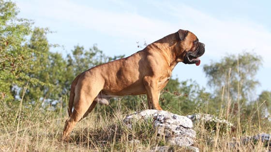 Biggest Dog Breeds - BULLMASTIFF
