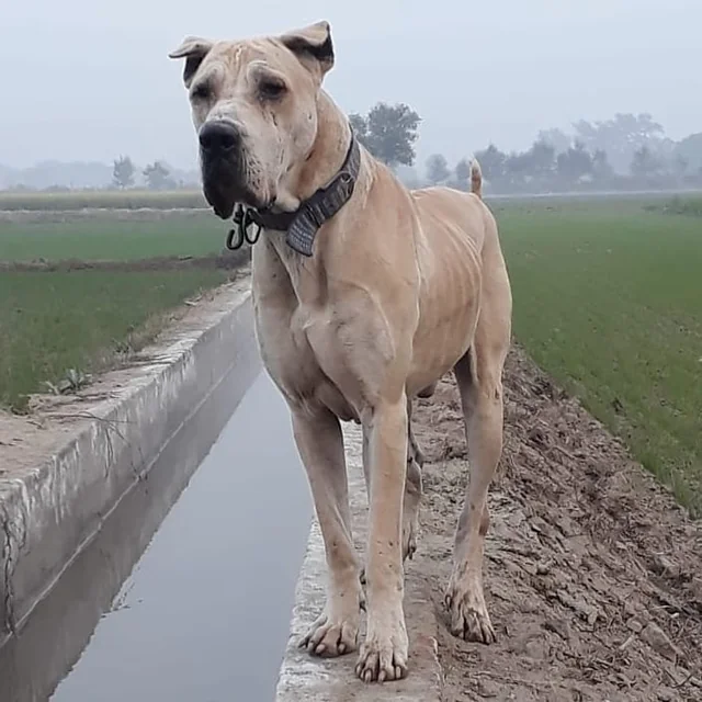 Biggest Dog Breeds - BULLY KUTTA